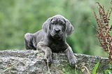 CANE CORSO 1135
